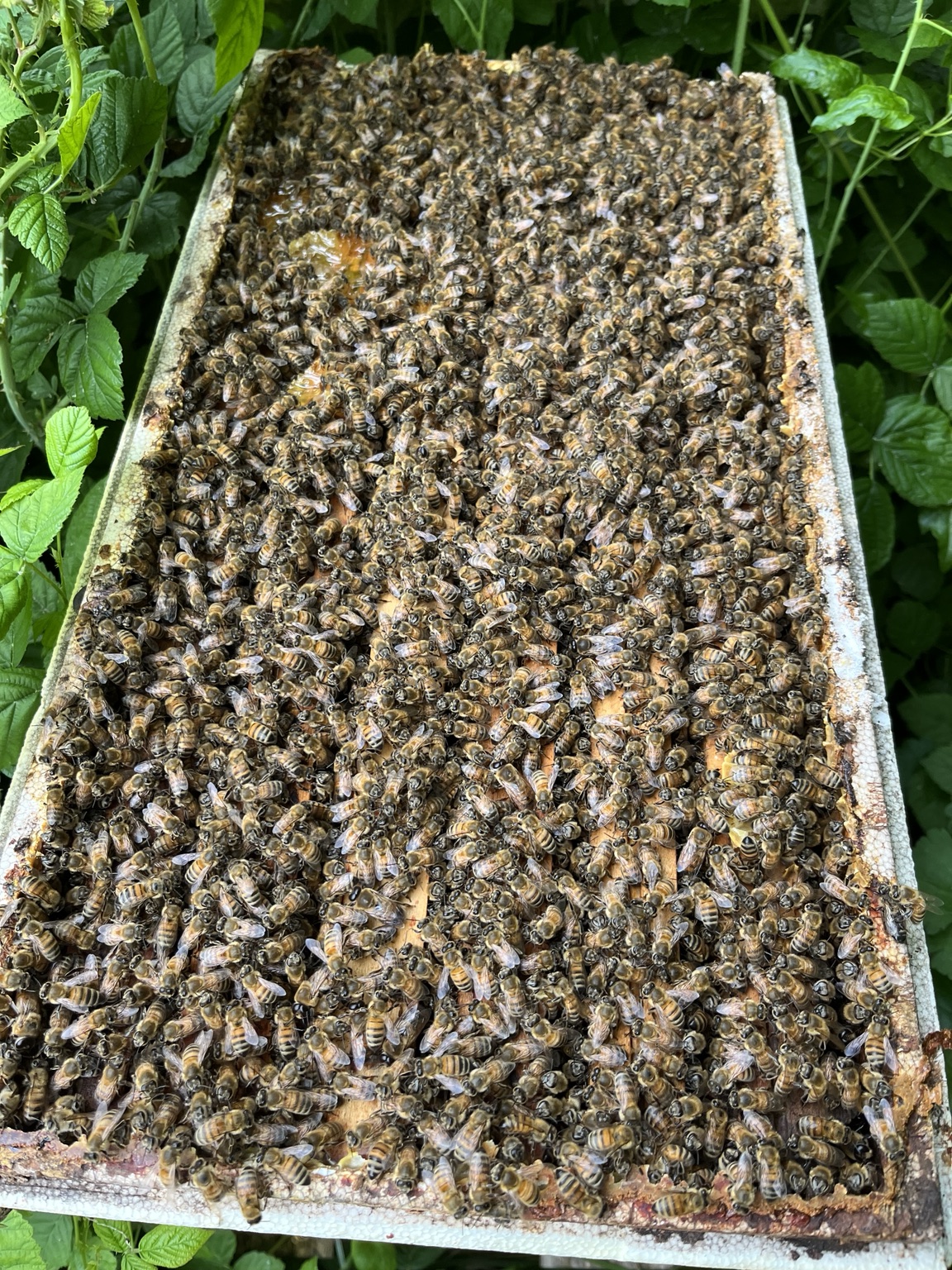 Ruche ouverte dont les cadres sont couverts d’abeilles, au milieu de la végétation