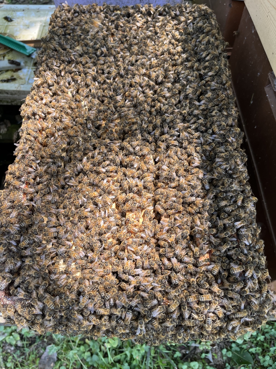 Cadre très densément couvert d’abeilles dans une colonie de l’élevage