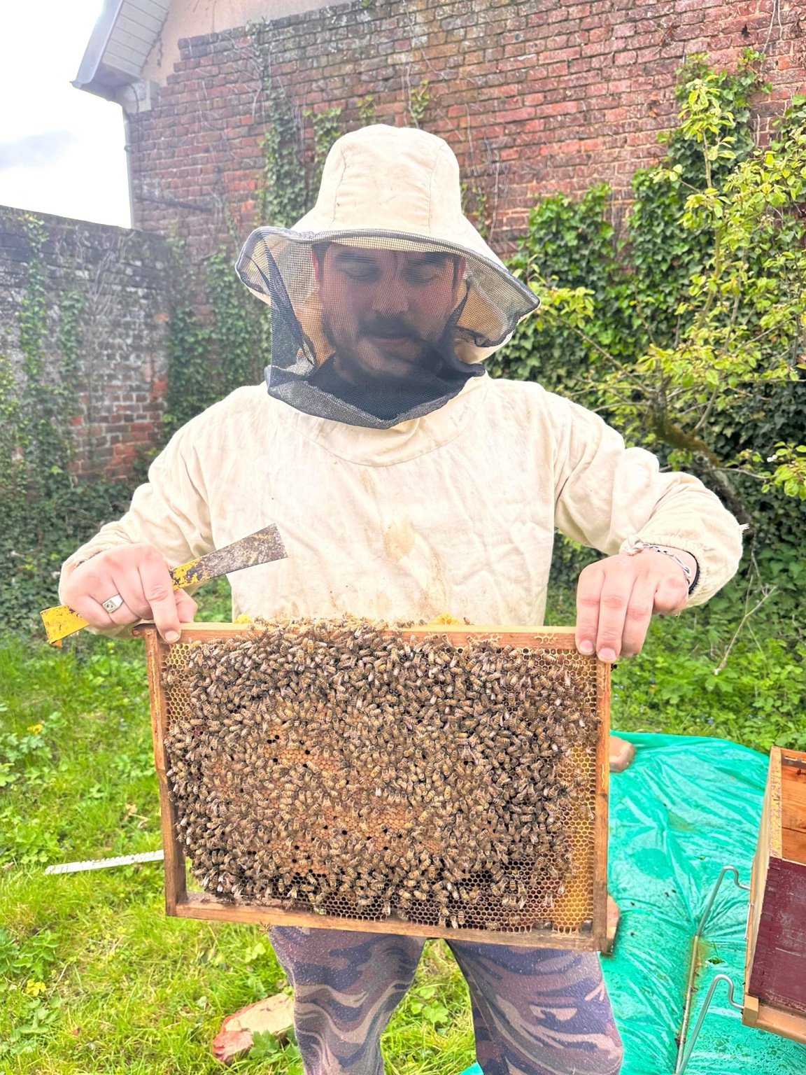 Fabien Horel en tenue d’apiculteur, observant un cadre d’abeilles au rucher