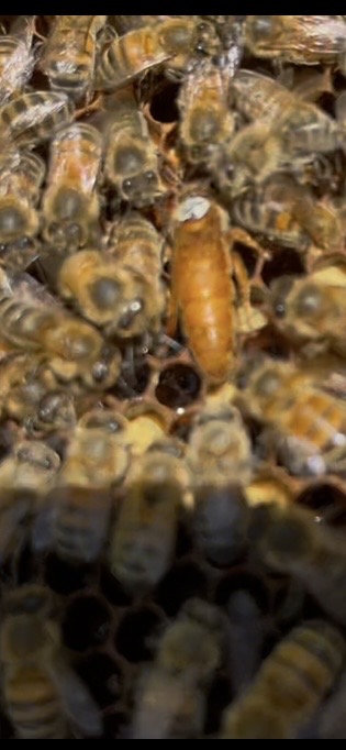 Gros plan d’une reine à l’abdomen doré parmi les ouvrières