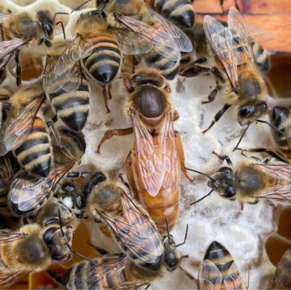 Gros plan d’une reine à l’abdomen développé entourée d’ouvrières