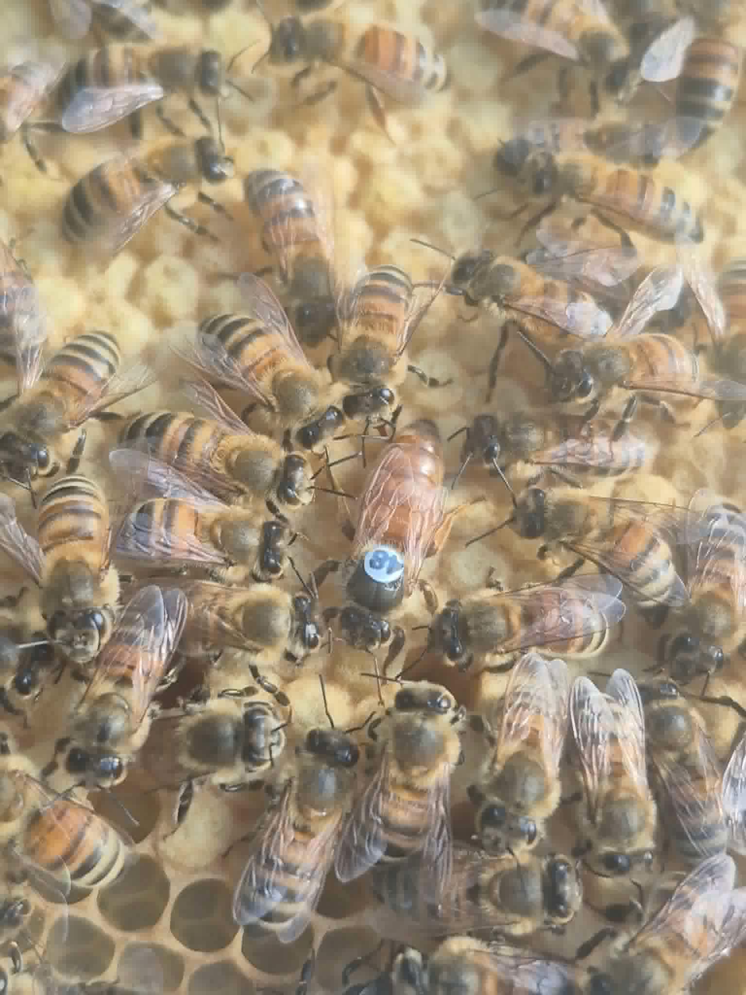 Reine marquée en bleu entourée d’ouvrières Made by Bee’s France
